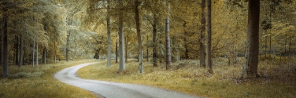Picture of ROAD THROUGH DENSE FOREST