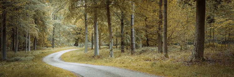Picture of ROAD THROUGH DENSE FOREST