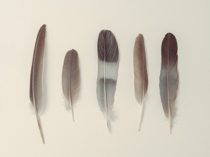 Picture of FIVE MUTED FEATHERS ALIGNED IN SERENE ELEGANCE