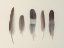 Picture of FIVE MUTED FEATHERS ALIGNED IN SERENE ELEGANCE