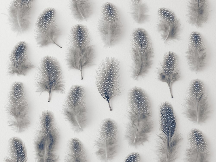 Picture of SPECKLED FEATHERS IN ROWS