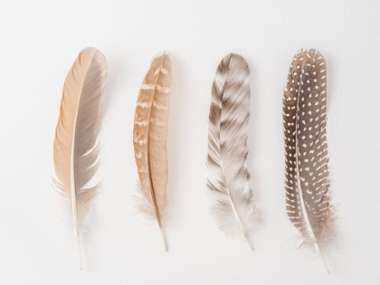 Picture of FOUR FEATHERS ON WHITE BACKGROUND