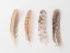 Picture of FOUR FEATHERS ON WHITE BACKGROUND