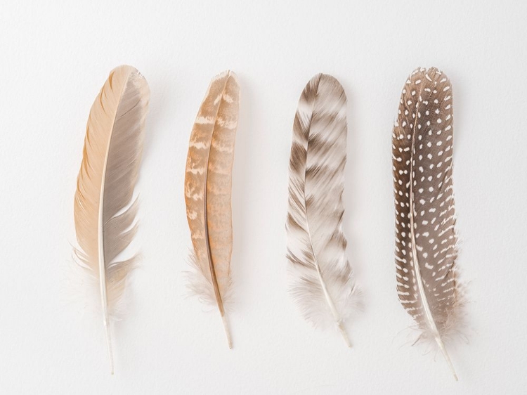 Picture of FOUR FEATHERS ON WHITE BACKGROUND