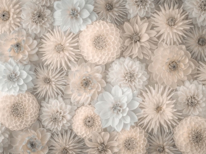 Picture of FULL FRAME OF DAHLIA FLOWERS