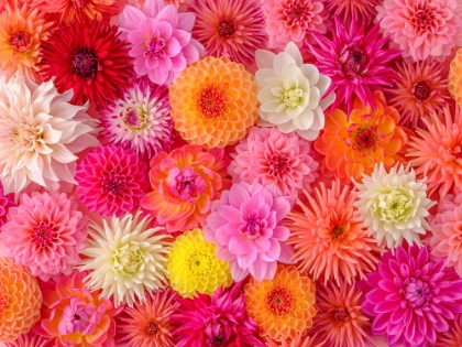 Picture of MIXED FLOWERS ARRANGED FLAT