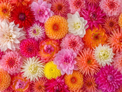 Picture of FULL FRAME OF FLOWERS