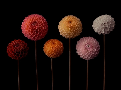 Picture of SIX DAHLIA FLOWERS
