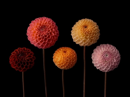 Picture of FIVE DAHLIAS ON BLACK BACKGROUND