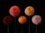 Picture of FIVE DAHLIAS ON BLACK BACKGROUND