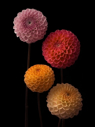 Picture of FOUR DAHLIAS ON BLACK BACKGROUND