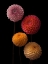 Picture of FOUR DAHLIAS ON BLACK BACKGROUND
