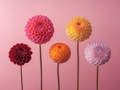 Picture of FIVE DAHLIAS ON PINK BACKGROUND