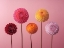 Picture of FIVE DAHLIAS ON PINK BACKGROUND