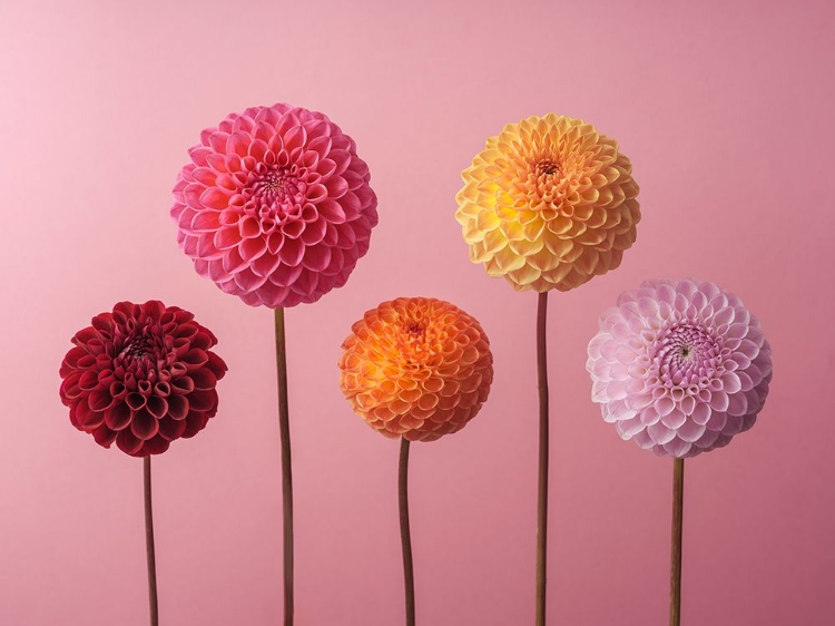 Picture of FIVE DAHLIAS ON PINK BACKGROUND