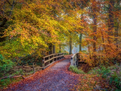Picture of WOODEN BRIDGE IN AUTUMN FOREST