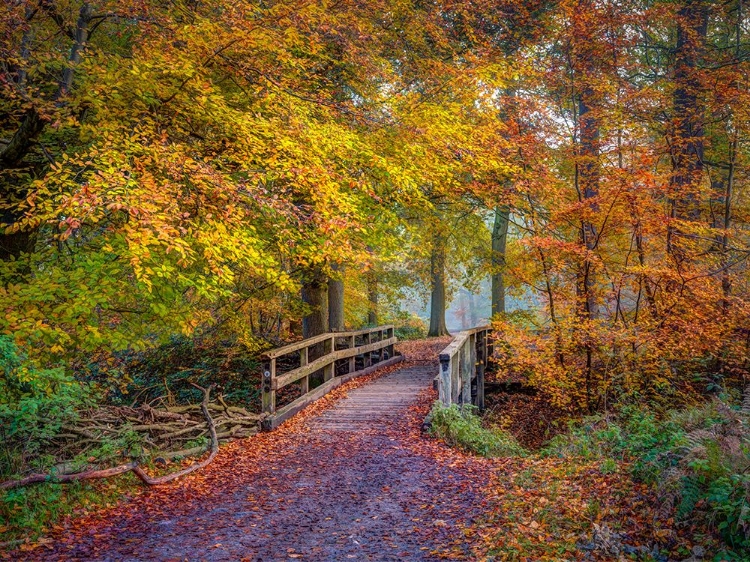 Picture of WOODEN BRIDGE IN AUTUMN FOREST