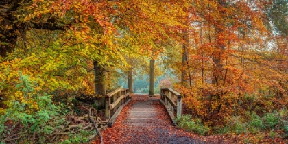 Picture of WOODEN BRIDGE IN AUTUMN FOREST
