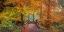Picture of WOODEN BRIDGE IN AUTUMN FOREST