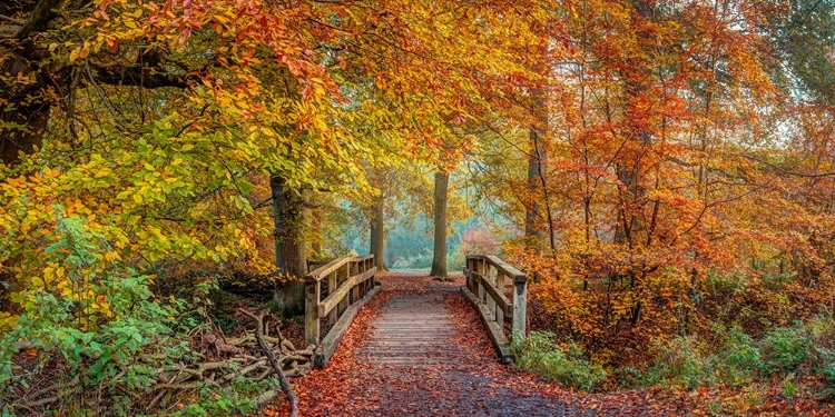 Picture of WOODEN BRIDGE IN AUTUMN FOREST