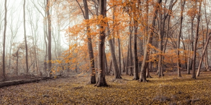 Picture of AUTUMN FOREST