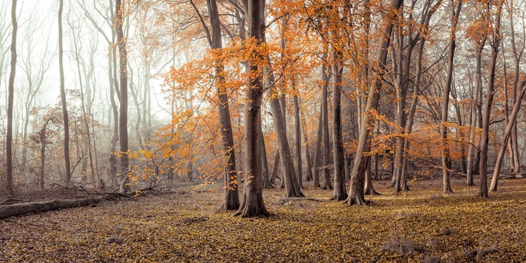 Picture of AUTUMN FOREST