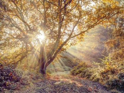 Picture of SUNRAYS THROUGH TREE IN AUTUMN FOREST