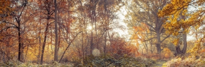Picture of PATHWAY THROUGH AUTUMN FOREST