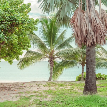 Picture of PALM TREES ON BEACH IN BARBADOS