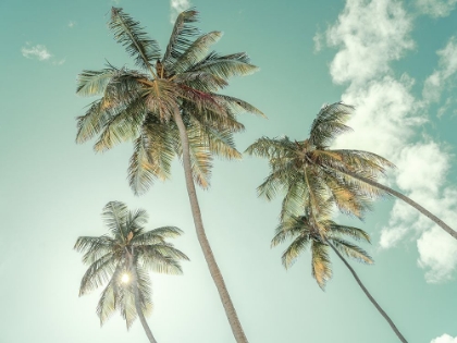 Picture of PALM TREES AGAINST BLUE SKY