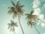Picture of PALM TREES AGAINST BLUE SKY