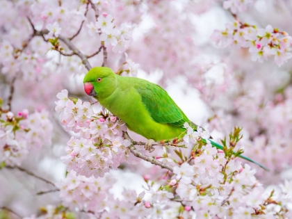 Picture of PARROT SITTING ON BLOSSOM TREE