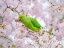 Picture of PARROT SITTING ON BLOSSOM TREE