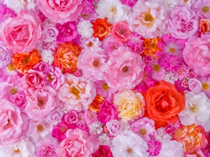Picture of FULL FRAME OF VARIETY OF GARDEN ROSES, FLOWER BACKGROUND