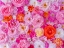 Picture of FULL FRAME OF VARIETY OF GARDEN ROSES, FLOWER BACKGROUND
