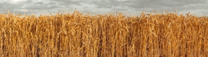 Picture of WHEAT FIELD