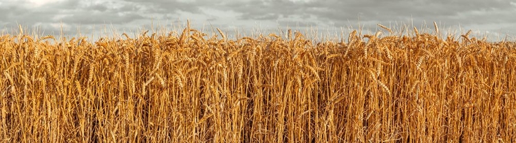 Picture of WHEAT FIELD