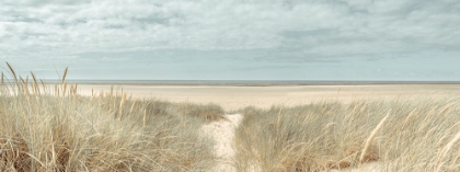 Picture of GRASSY SAND DUNES ON THE SEA COAST UNDER BLUE SKY