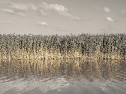 Picture of TALL REEDS LINING THE BANKS OF A CALM CANAL