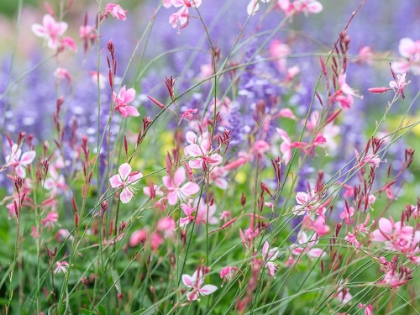 Picture of MEADOW FLOWERS