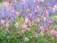 Picture of MEADOW FLOWERS