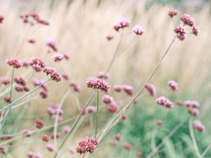 Picture of MEADOW FLOWERS