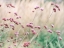 Picture of MEADOW FLOWERS