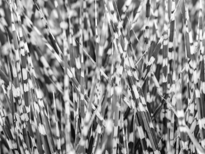 Picture of ZEBRA GRASS