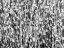 Picture of ZEBRA GRASS