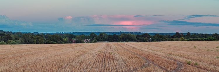Picture of PANORAMIC VIEW OF WHEAT FIELD AT SUNSET