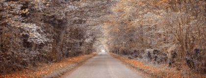 Picture of PATHWAY THROUGH THE AUTUMN FOREST