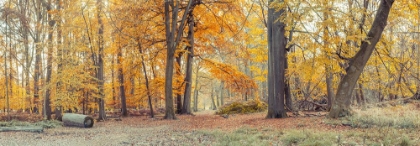 Picture of AUTUMN FOREST