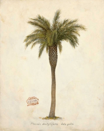 Picture of DATE PALM ILLUSTRATION                