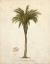 Picture of DATE PALM ILLUSTRATION                